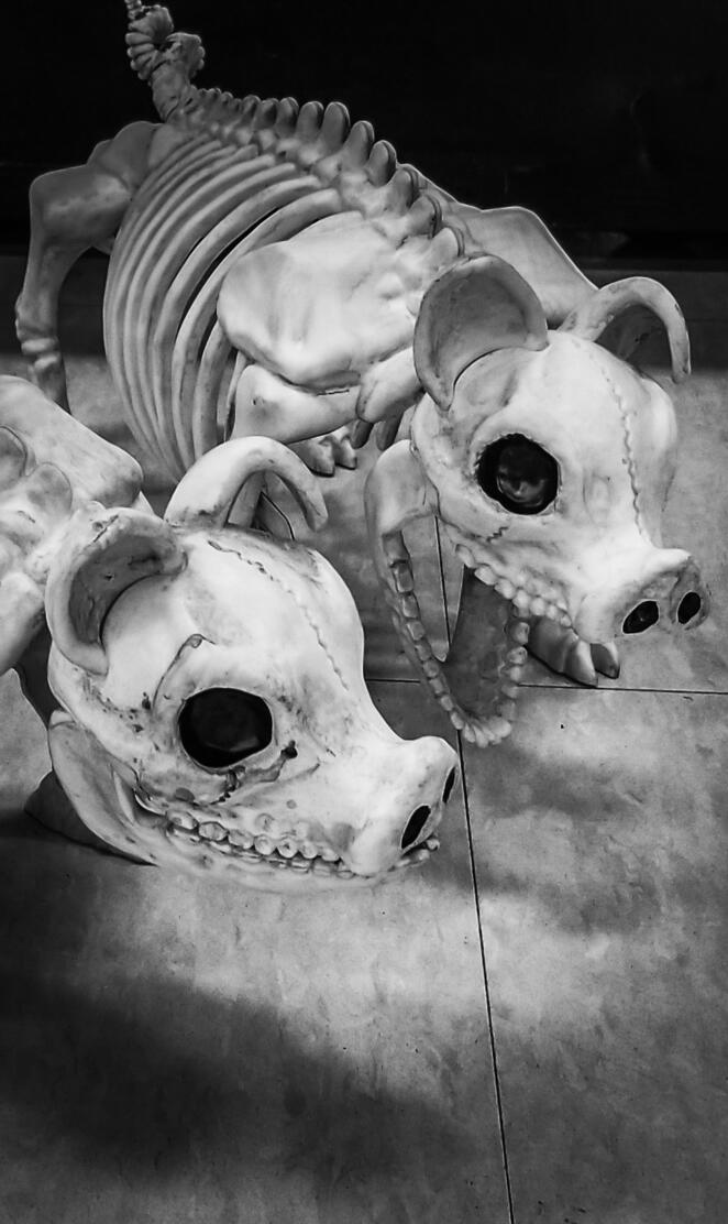Skeleton Pigs
