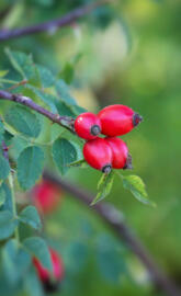 Rose hip