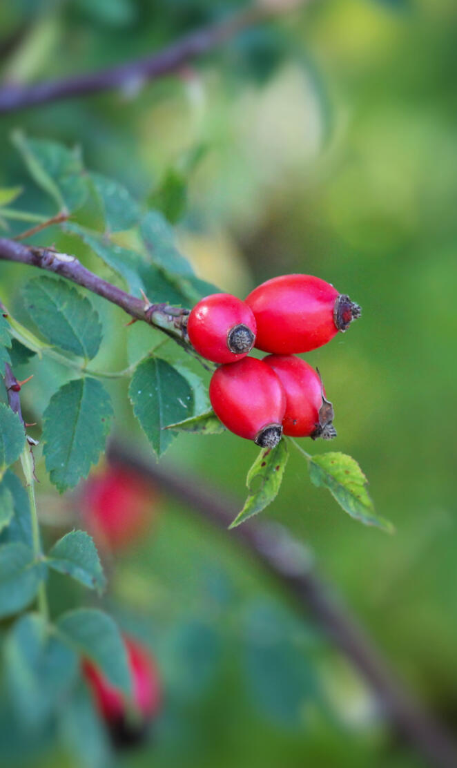 Rose hip