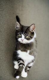 Cat napping on floor