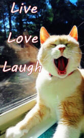 Live Love Laugh Cat