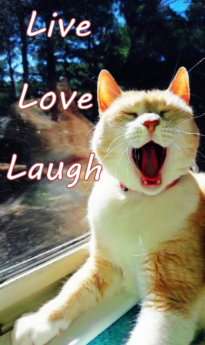 Live Love Laugh Cat