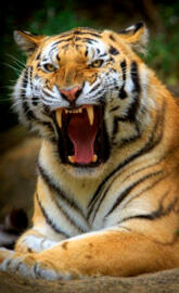 what a tiger
