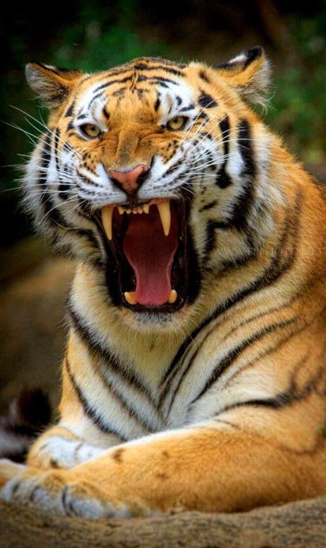 what a tiger