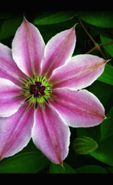 Pink Clematis Flower