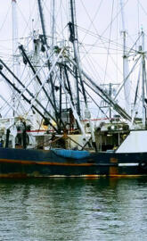 Docked fishing boats
