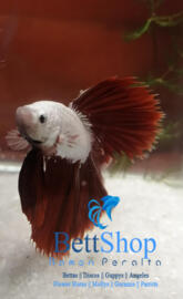 Betta red dragon