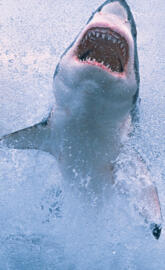 Great White Shark