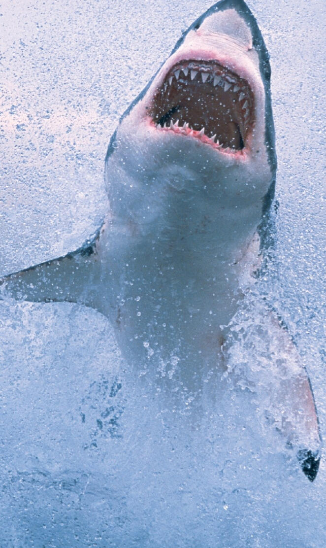 Great White Shark