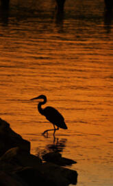 Sunrise on the river