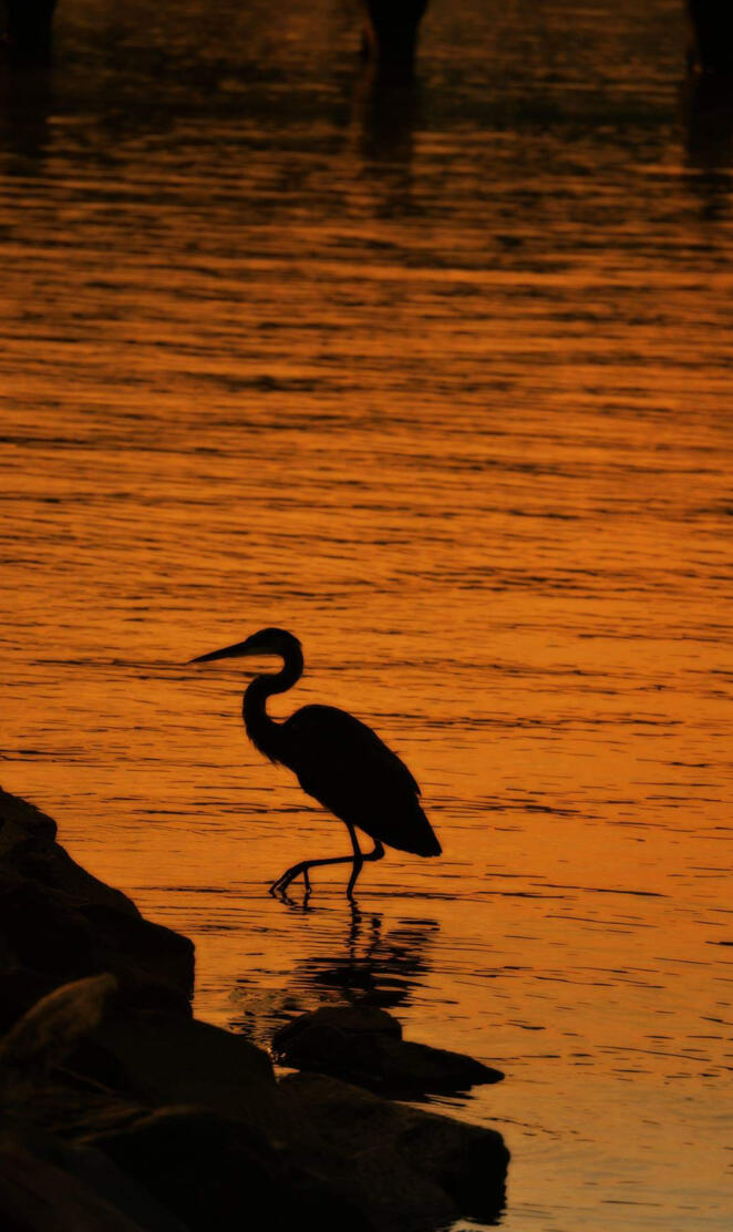Sunrise on the river