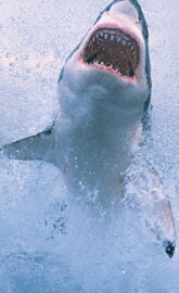 Great White Shark