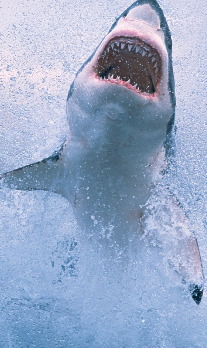 Great White Shark
