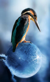 Kingfisher