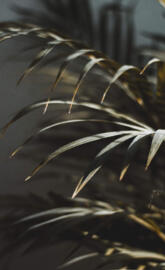 huawei mate 20 pro c