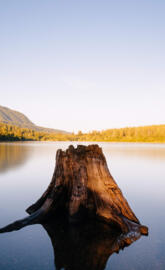 huawei mate 20 pro y