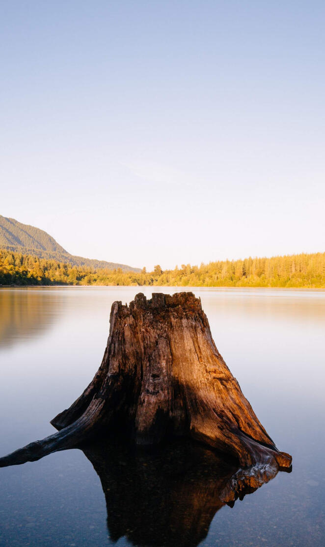 huawei mate 20 pro y