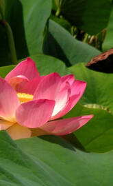 huawei mate 20 - 020