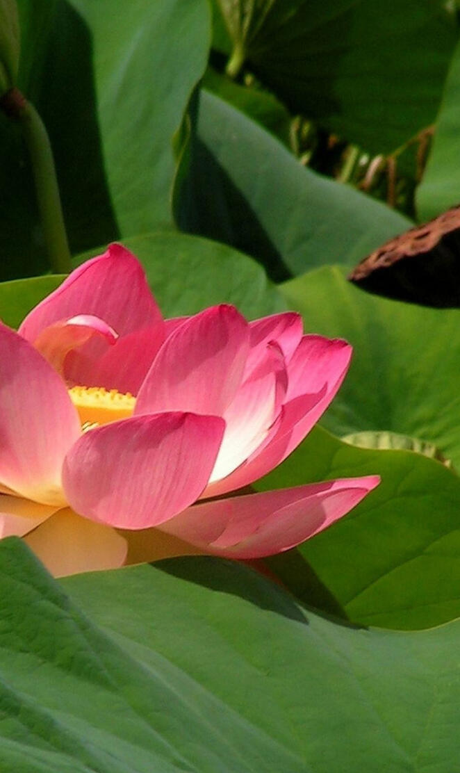 huawei mate 20 - 020