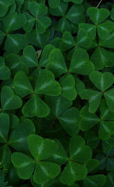 huawei mate 20 - 007