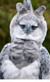 Harpy Eagle