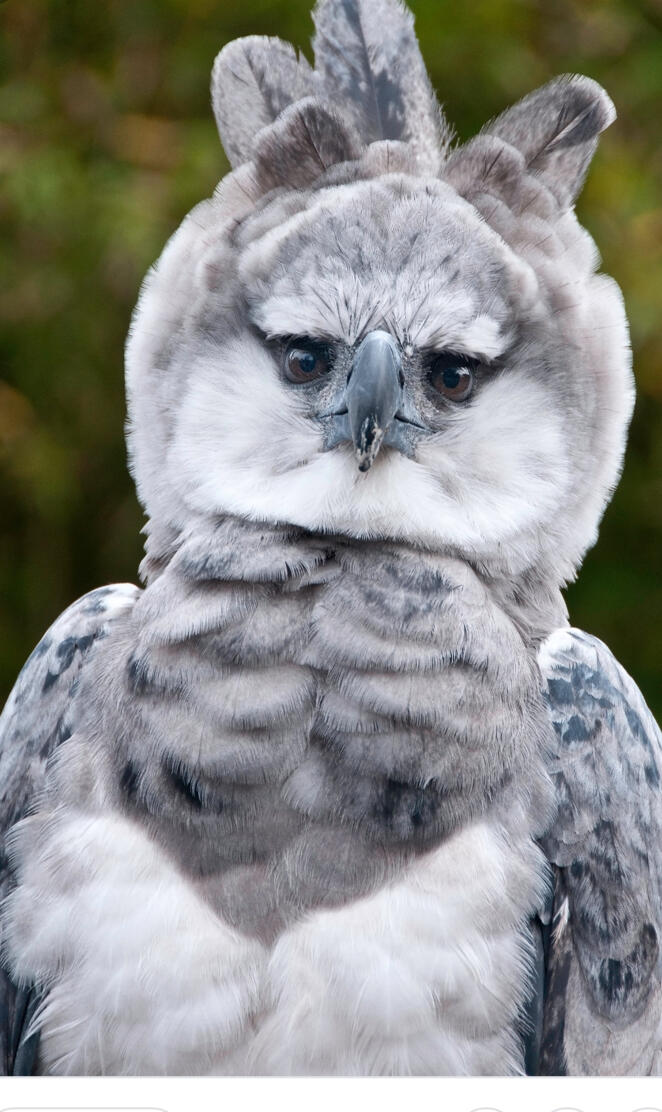 Harpy Eagle