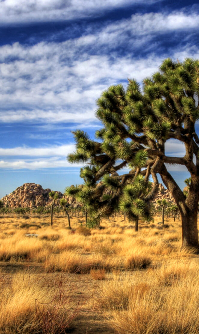Joshua Tree