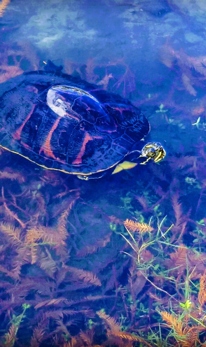 Florida turtle