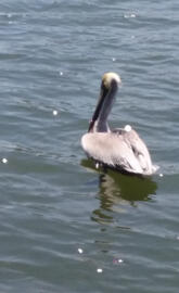 Florida pelican