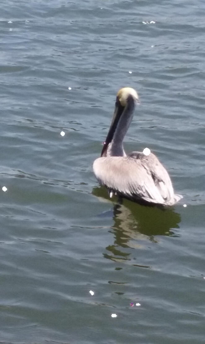 Florida pelican