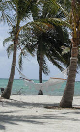 Florida Hammock