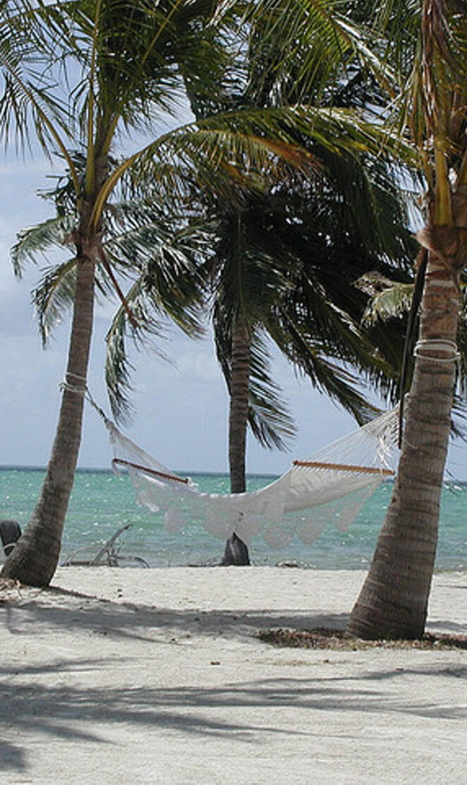 Florida Hammock