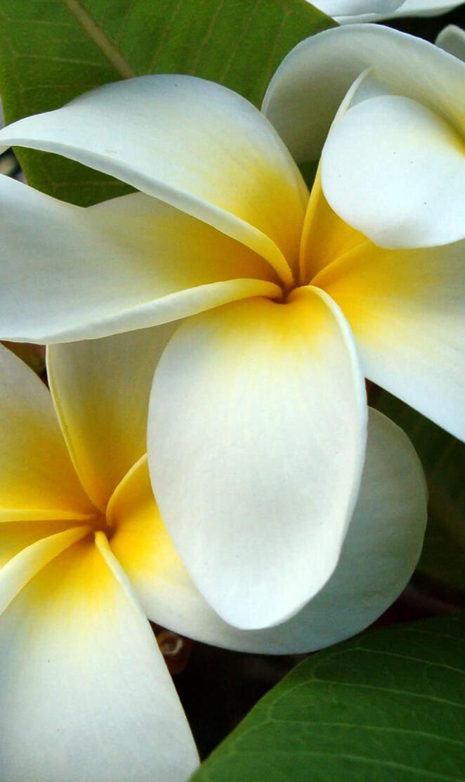 Kauai Plumerias