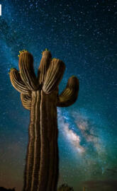 Night Cactus