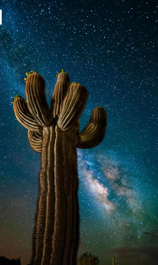 Night Cactus