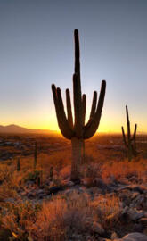 Saguaro cactus