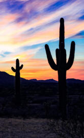 Cactuses at sunset