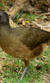 Plain Chachalaca