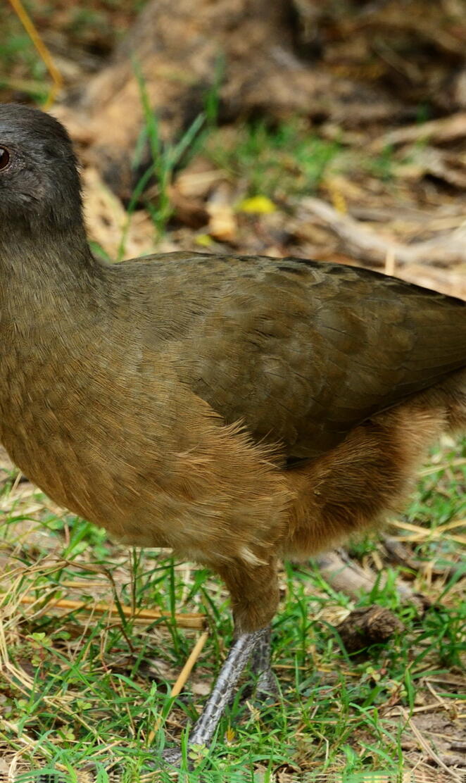 Plain Chachalaca