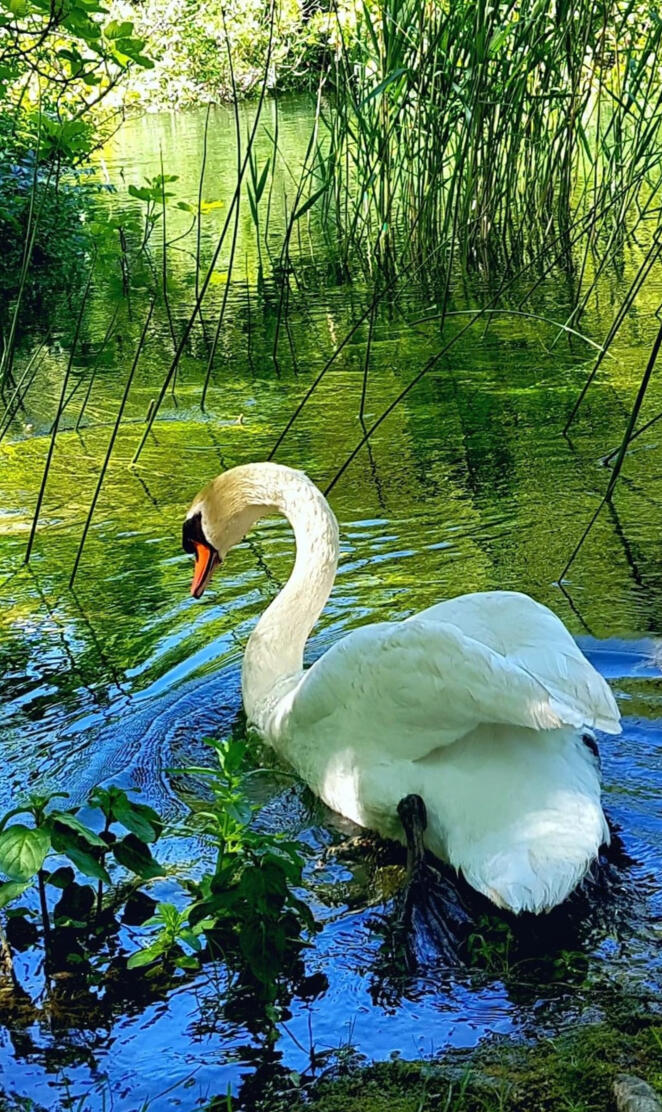 swan