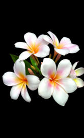 Plumeria