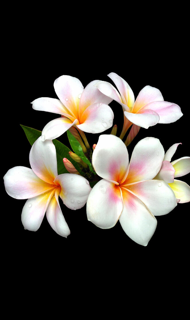 Plumeria