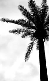 Palm tree