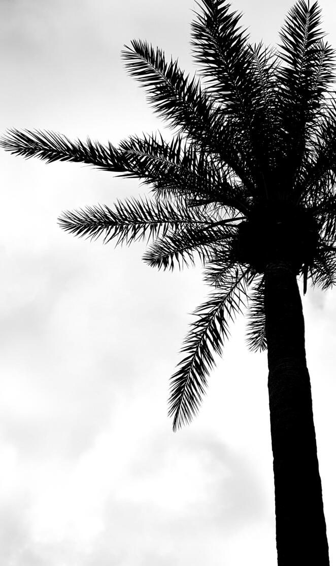 Palm tree