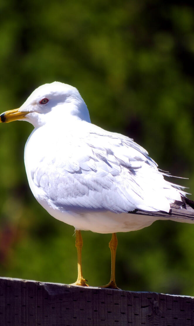 Seagull