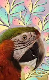 Harlequin macaw bird