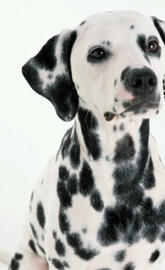 Dalmatian Puppie