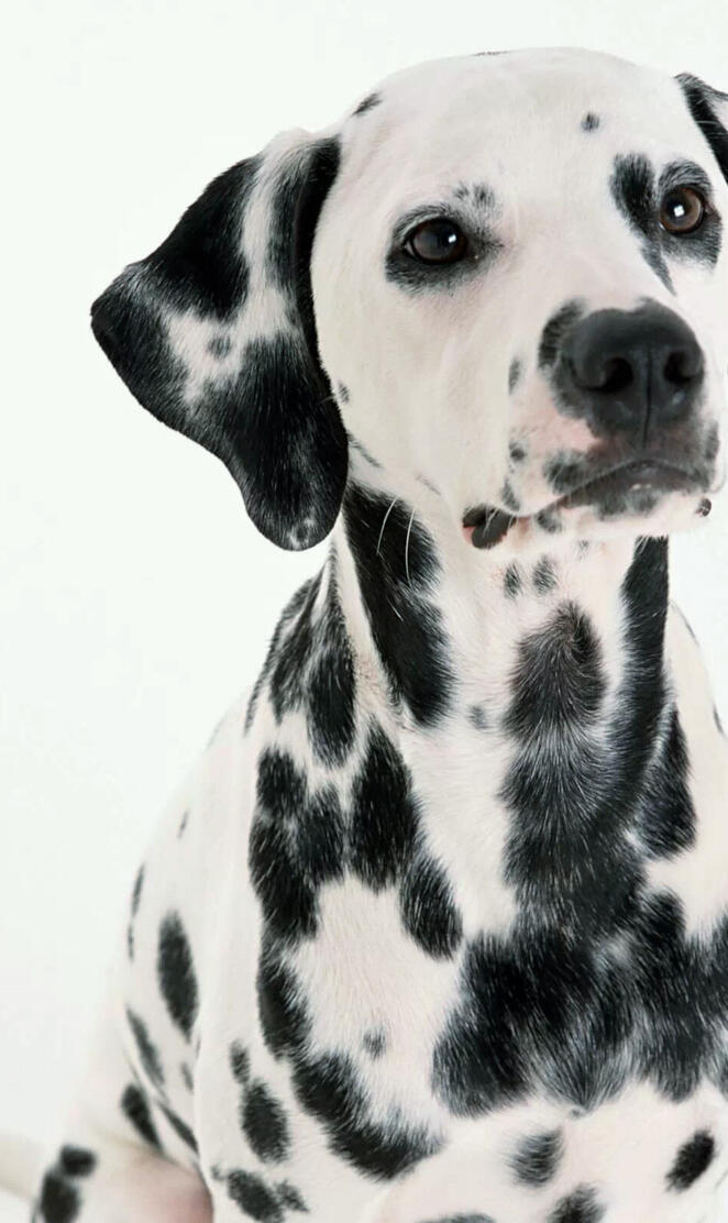 Dalmatian Puppie