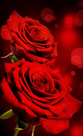 Red Roses