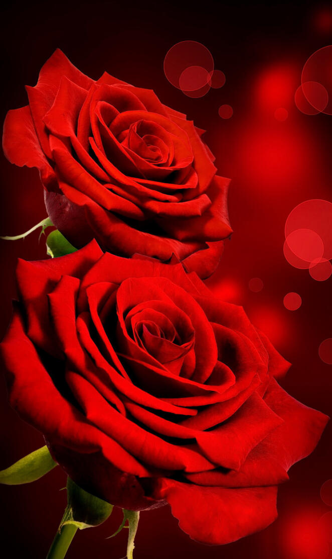 Red Roses